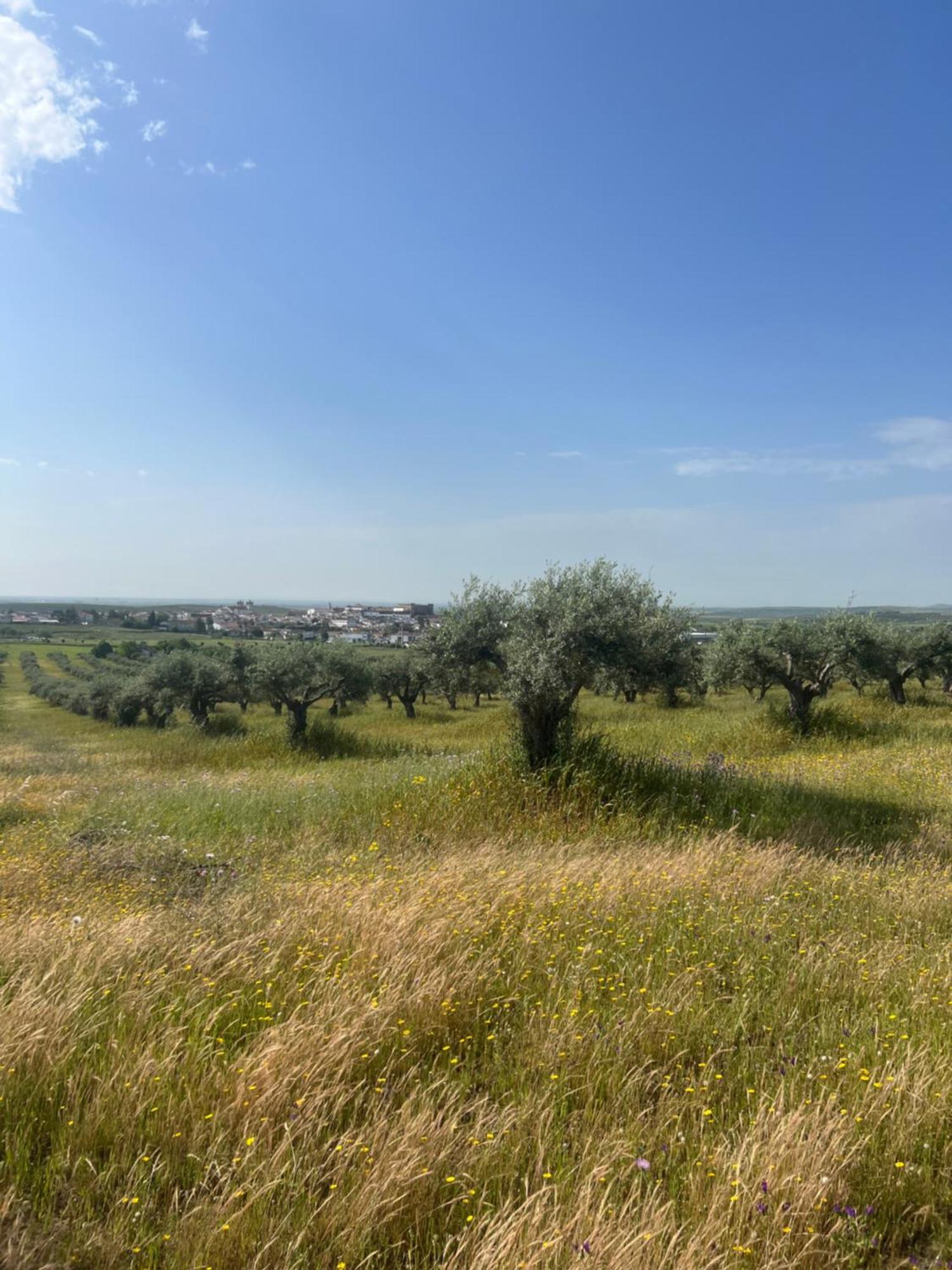 A Casa Dos Avos Campo Maior